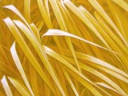 Wind IV  120x90 cm